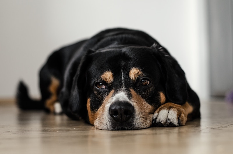what to do when dog dies at home