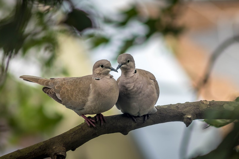 What Do Mourning Dove Symbolize